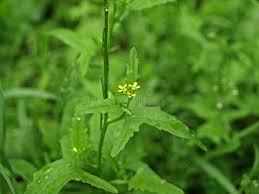 Attēlu rezultāti vaicājumam “Sisymbrium altissimum leaf”
