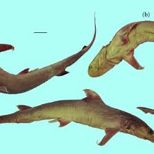 Image result for Paragaleus pectoralis