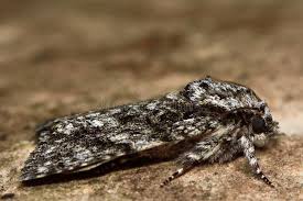 Attēlu rezultāti vaicājumam “Acronicta megacephala”