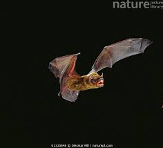 Attēlu rezultāti vaicājumam “Nyctalus leisleri”