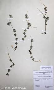 Attēlu rezultāti vaicājumam “Batrachium circinatum flower”