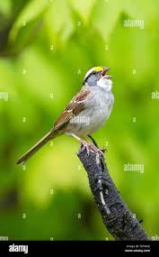 Image result for Zonotrichia albicollis