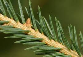 Attēlu rezultāti vaicājumam “Picea abies leaf”