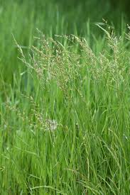 Attēlu rezultāti vaicājumam “Festuca pratensis”