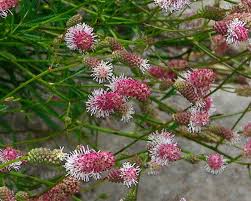 Attēlu rezultāti vaicājumam “Sanguisorba officinalis leaf”