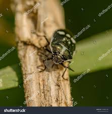 Attēlu rezultāti vaicājumam “Cydnidae”