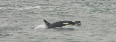 Image result for Ilfracombe Orcas Octopush Club