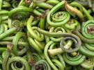 fiddlehead food fern spring 1