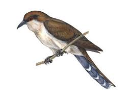 Image result for Coccyzus erythropthalmus