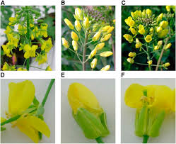 Attēlu rezultāti vaicājumam “Brassica napus flower”