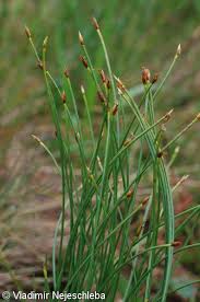 Attēlu rezultāti vaicājumam “Trichophorum cespitosum fruit”