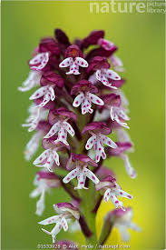 Attēlu rezultāti vaicājumam “Orchis ustulata”