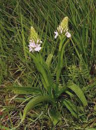 Attēlu rezultāti vaicājumam “Dactylorhiza maculata leaf”