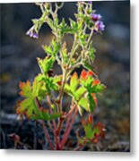 Attēlu rezultāti vaicājumam “Geranium bohemicum leaf”