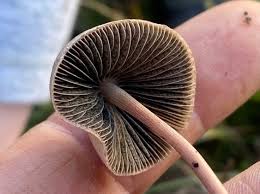 Attēlu rezultāti vaicājumam “Panaeolus papilionaceus”