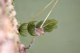 Attēlu rezultāti vaicājumam “Ceratophyllum submersum leaf”