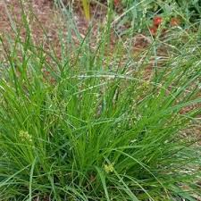 Attēlu rezultāti vaicājumam “Carex pseudocyperus female flower”