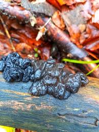 Attēlu rezultāti vaicājumam “Exidia glandulosa”