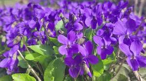 Attēlu rezultāti vaicājumam “Viola uliginosa bud”