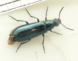 Attēlu rezultāti vaicājumam “Dasytes caeruleus imago”