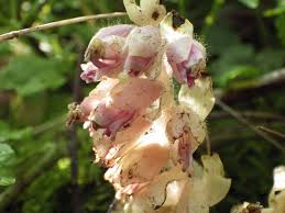 Attēlu rezultāti vaicājumam “Lathraea squamaria bud”