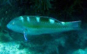 Image result for Halichoeres radiatus