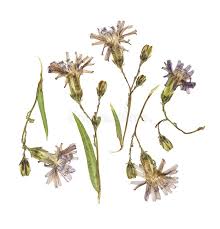 Attēlu rezultāti vaicājumam “Lactuca tatarica leaf”