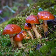 Attēlu rezultāti vaicājumam “Hygroamblystegium humile sporophyte”