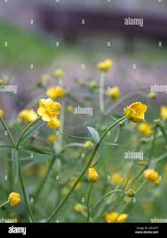 Attēlu rezultāti vaicājumam “Ranunculus auricomus leaf”