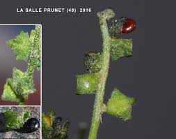 Attēlu rezultāti vaicājumam “Atriplex patula fruit”