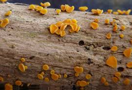 Attēlu rezultāti vaicājumam “Hymenoscyphus calyculus”