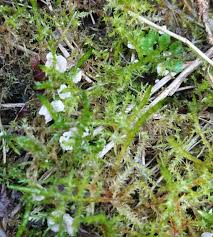 Attēlu rezultāti vaicājumam “Arrhenia retiruga”