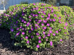 Attēlu rezultāti vaicājumam “Geranium sanguineum”