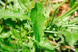 Attēlu rezultāti vaicājumam “Hypochaeris radicata fruit”