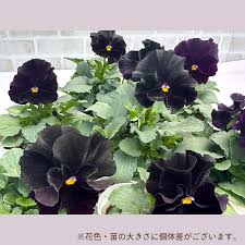 「ロラン・シュヴァリエ」の画像検索結果