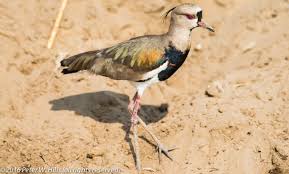 Attēlu rezultāti vaicājumam “Vanellus vanellus adult”