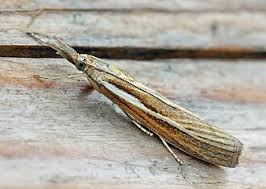 Attēlu rezultāti vaicājumam “Agriphila tristella”