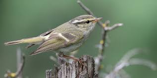 Attēlu rezultāti vaicājumam “Phylloscopus trochiloides adult”