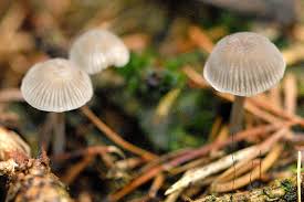 Attēlu rezultāti vaicājumam “Mycena”