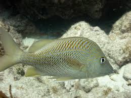 Image result for Haemulon plumierii