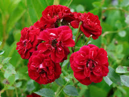 Image result for Rosengewächse