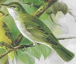 Image result for Hippolais olivetorum