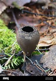 Attēlu rezultāti vaicājumam “Craterium sp.”