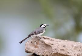 Attēlu rezultāti vaicājumam “Motacilla alba adult”