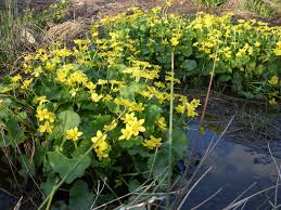 Attēlu rezultāti vaicājumam “Caltha palustris”