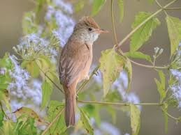 Image result for Acrocephalus aedon