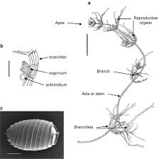 Attēlu rezultāti vaicājumam “Chara intermedia female”
