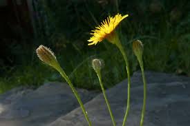 Attēlu rezultāti vaicājumam “Leontodon autumnalis”