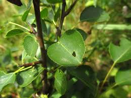 Image result for Rosengewächse