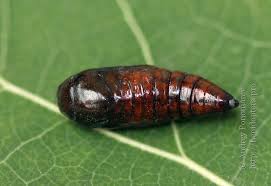 Attēlu rezultāti vaicājumam “Anarta myrtilli larva”